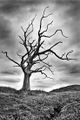 wicked jovian oak.jpg